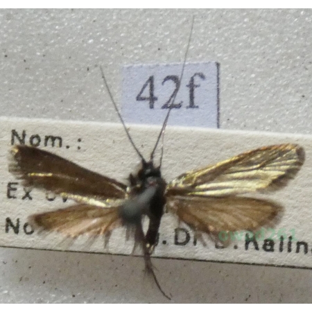 Adela reaumurella (Linnaeus, 1758) Wąsik zieloniaczek Czech42f